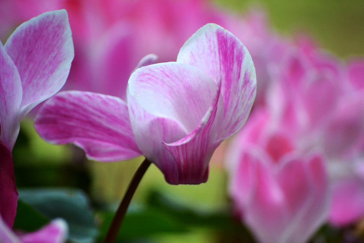 Cyclamen - Cipru de Vest