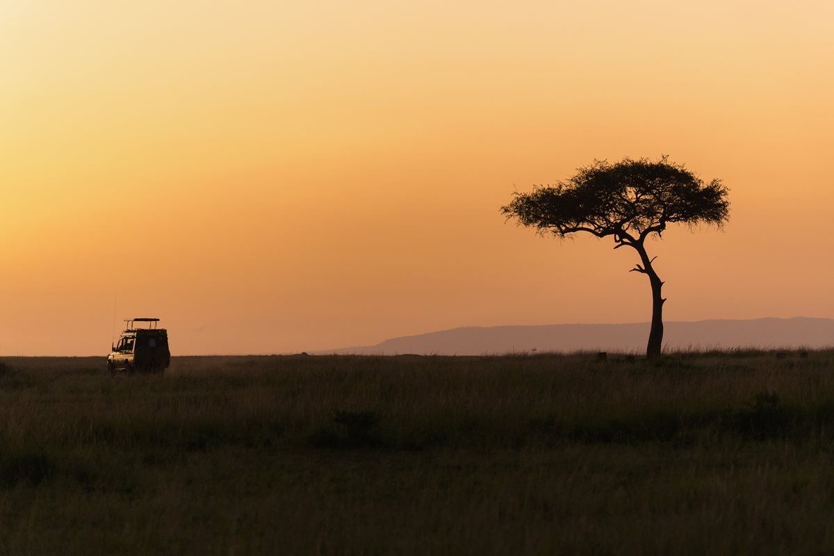 Safari - Kenya