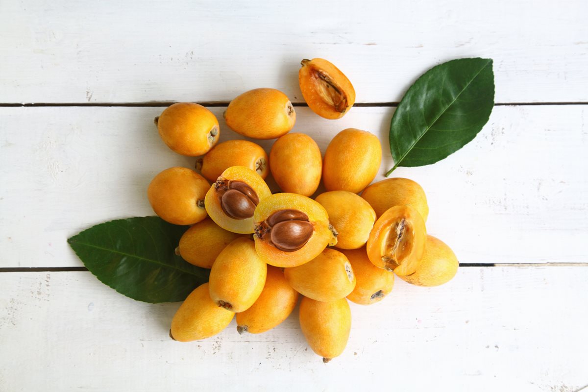 Loquat - Coasta Atlanticului