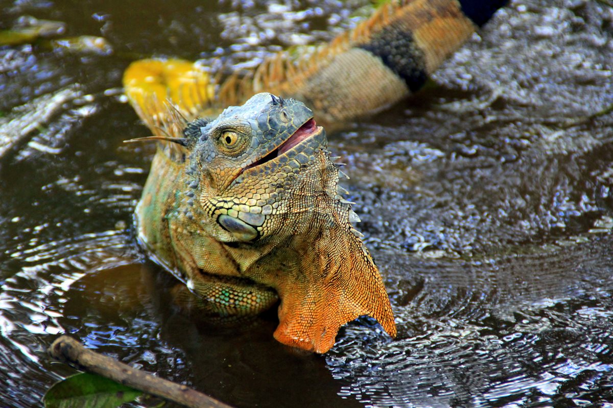 Iguana - Playa del Carmen 