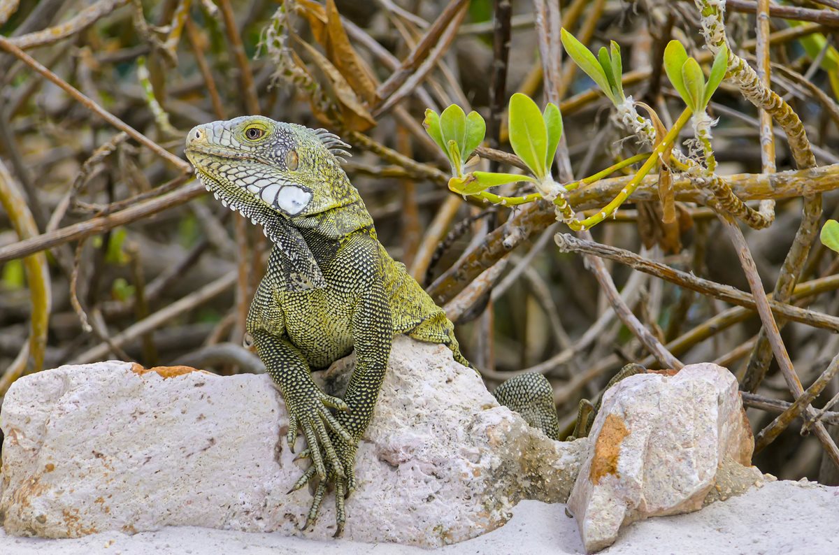 Iguana - Playa Blanca
