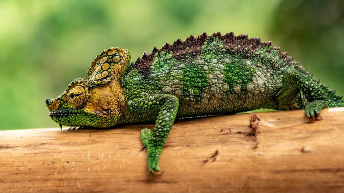Cameleon - Famagusta