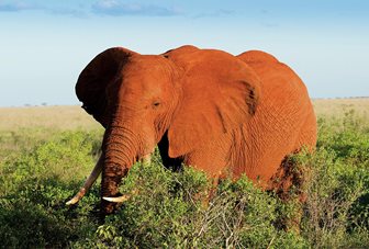 Parcul Național Tsavo West, elefant