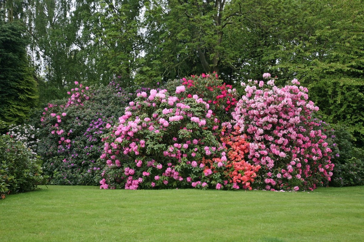 Rhododendron - Azerbaijan