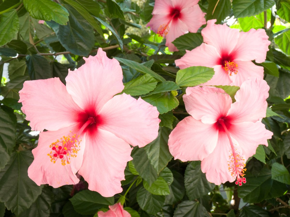 Hibiscus - Coasta Mediteraneana