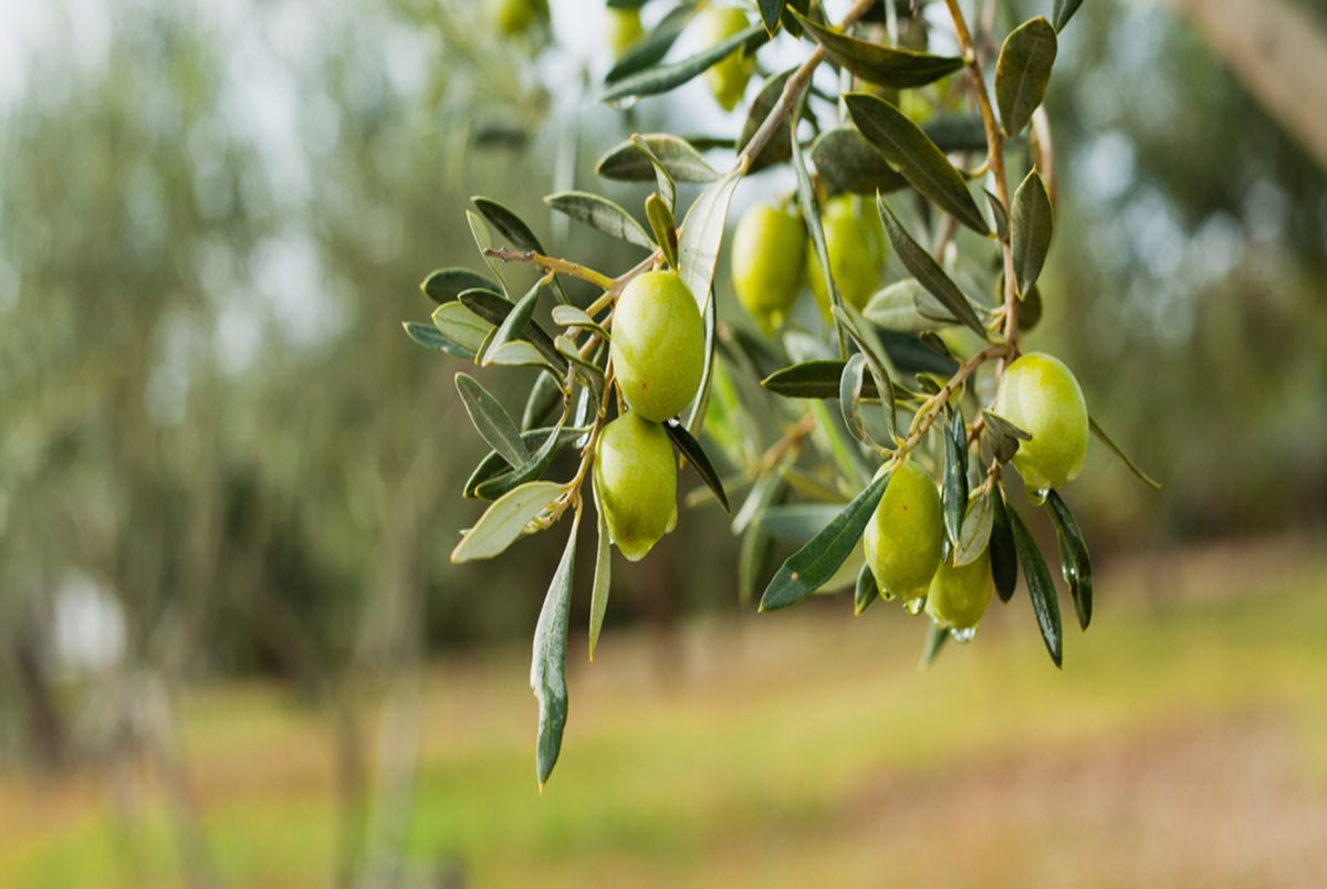 Maslini - Rhodos