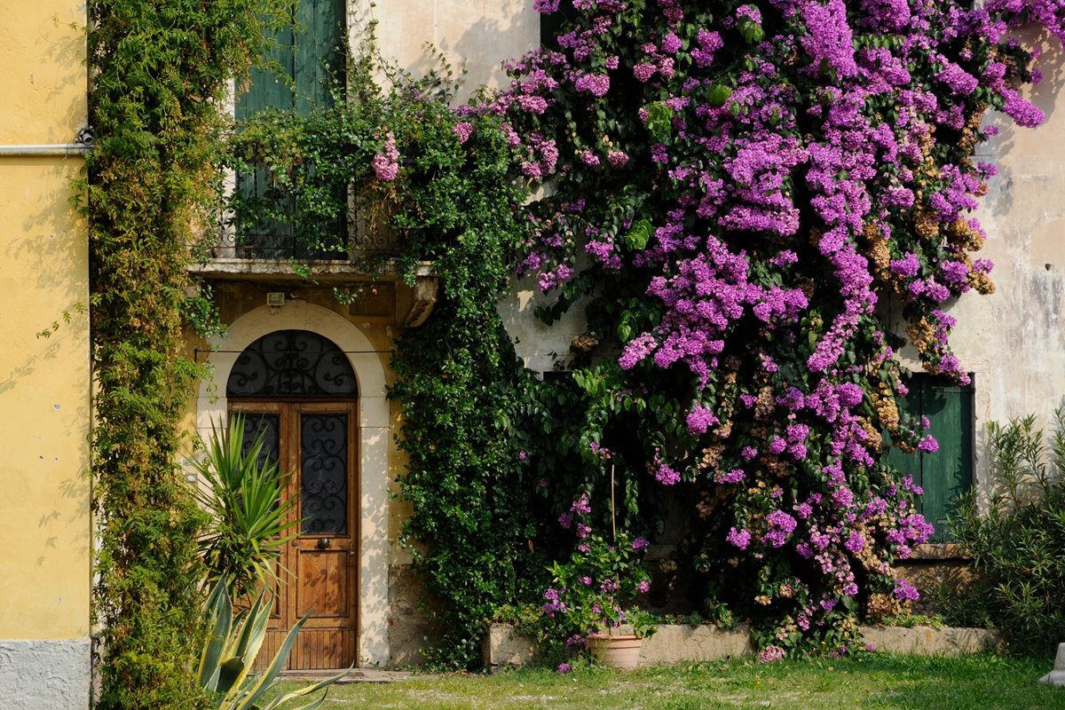 Bougainvillea - Weligama