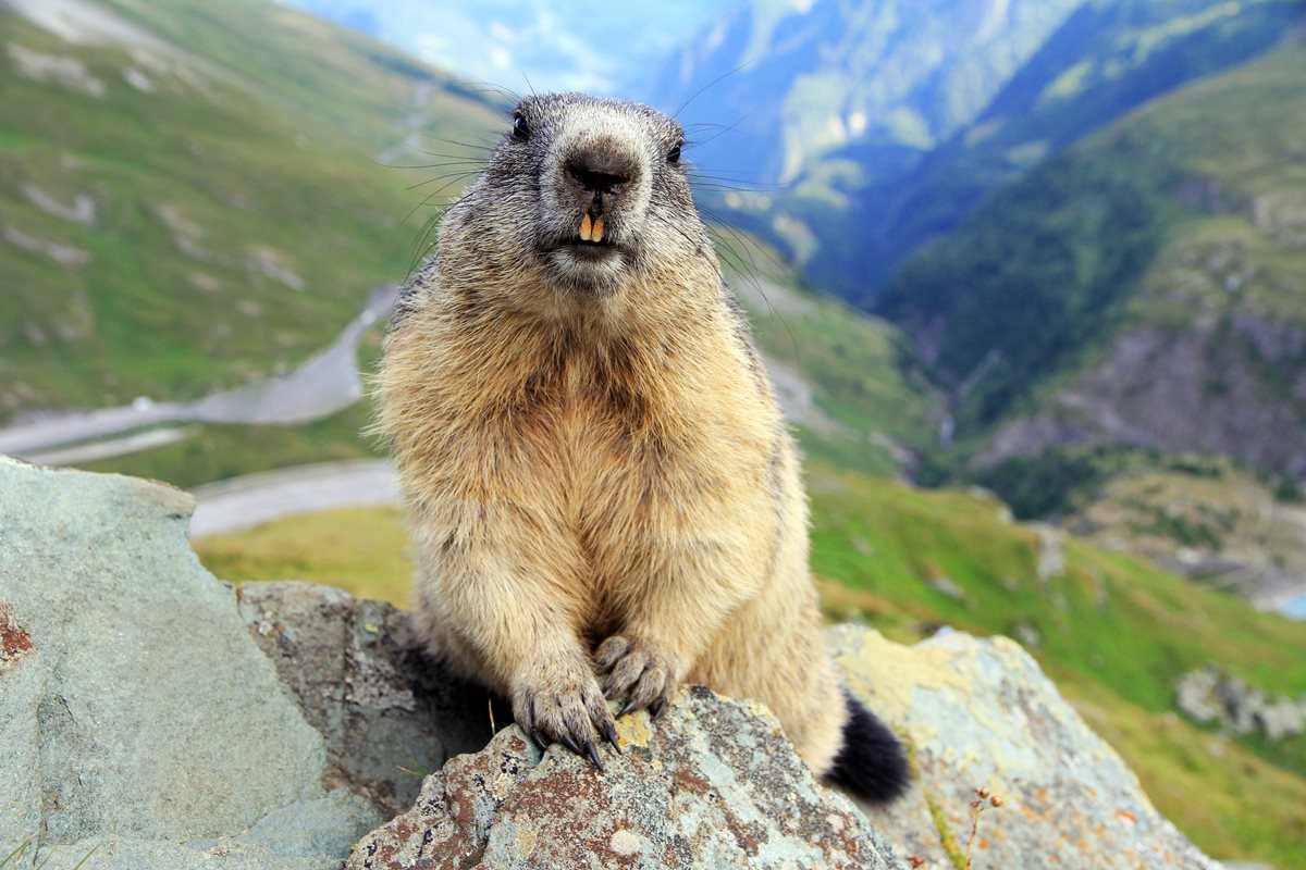 Marmota alpina - Germania 