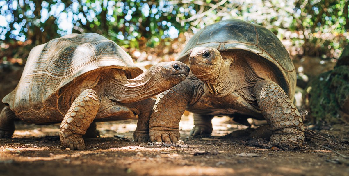Testoase-Aldabra-Mauritius Testoase-Aldabra-Mauritius