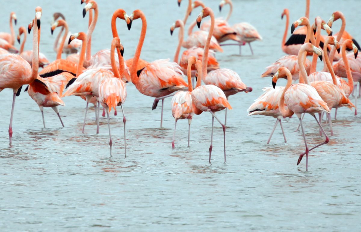 Observarea pasarilor Flamingo - Costa Dorada