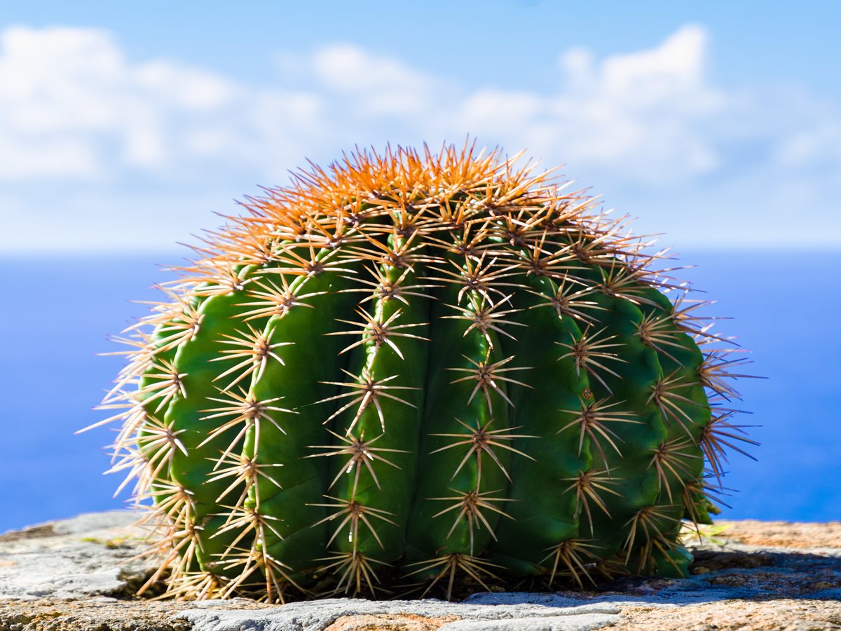 Cactus - Mexico City