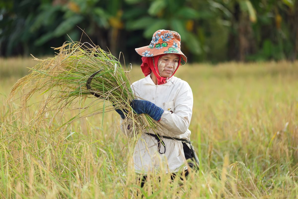 Culturi de orez - Vietnamul de Nord