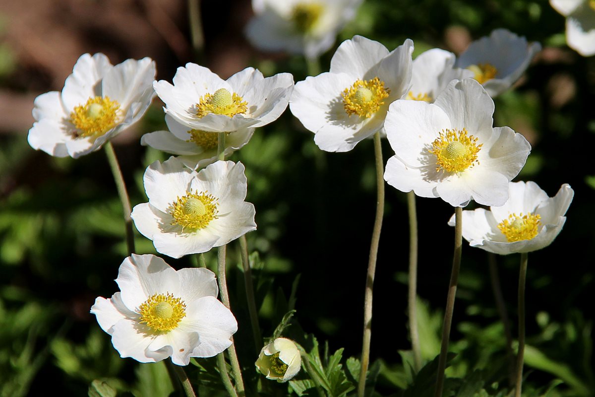 Anemone - Attika