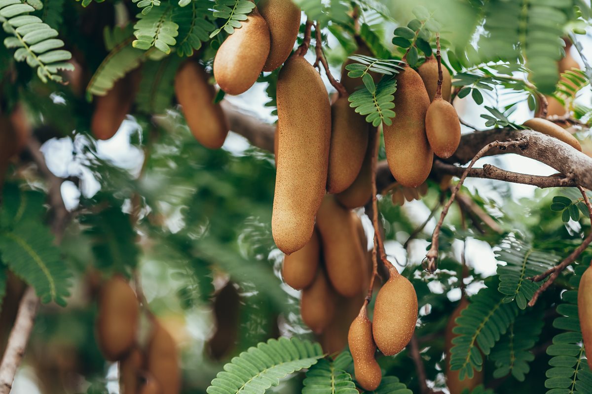 Tamarind - Le Morne