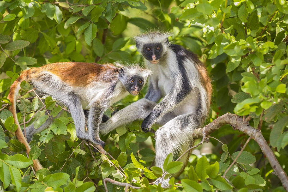 Parcul National Jozani Chwaka Bay - Zanzibar