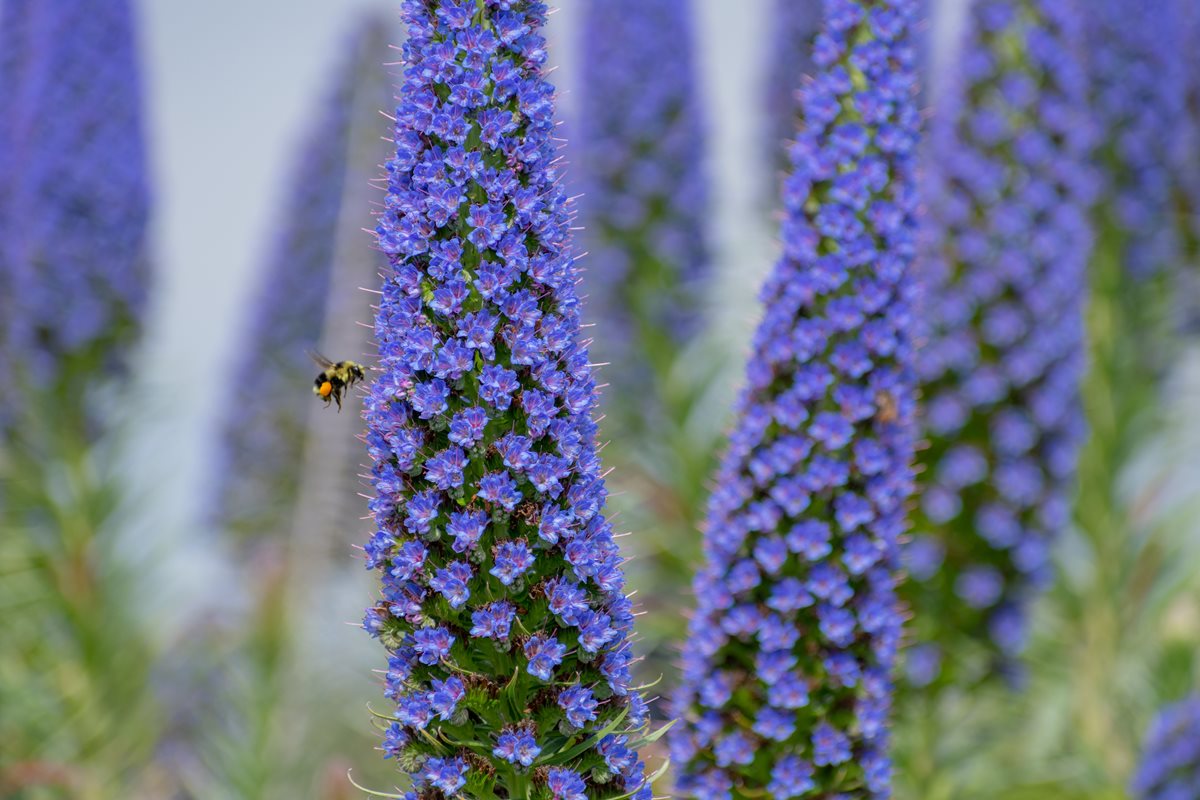 Echium candicans - Madeira 