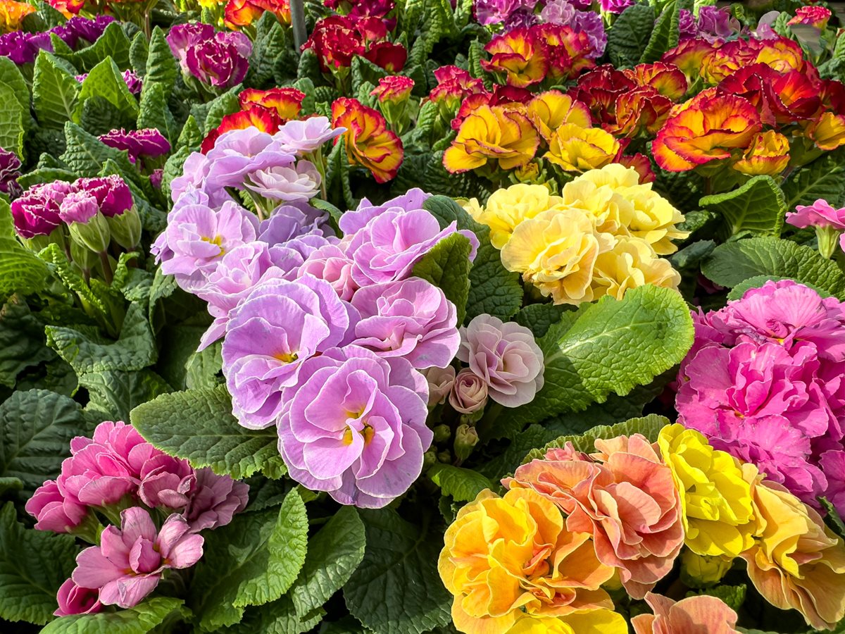 Primula - Edinburgh