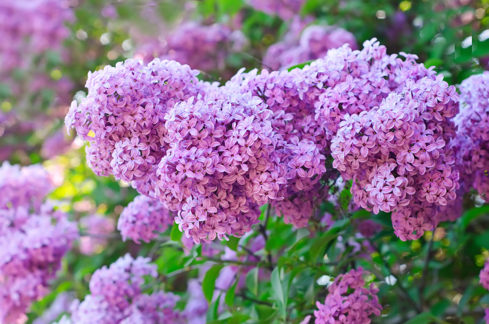 Liliac - Istanbul
