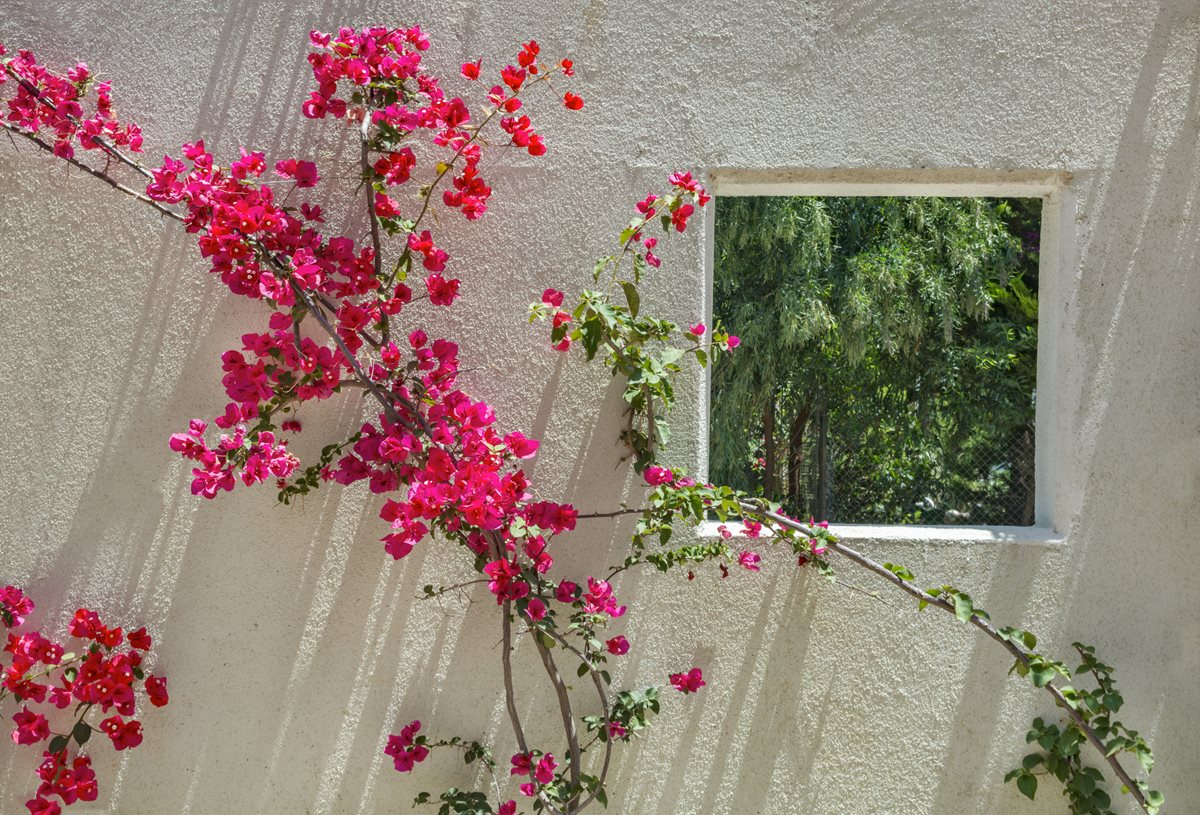 Bougainvillea - Manama