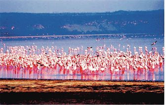 Parcul National Nakuru