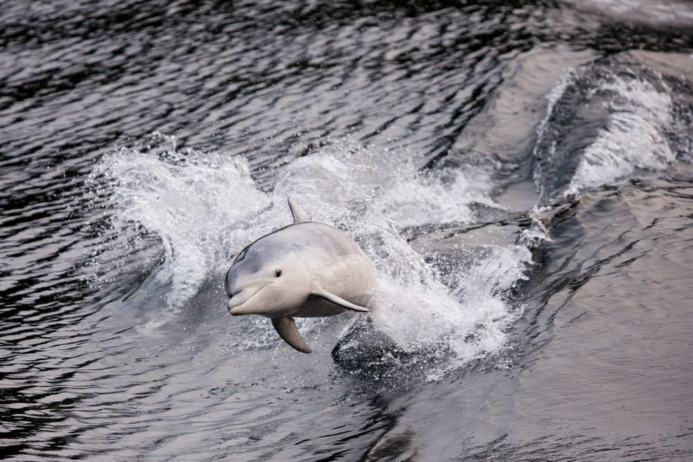 Delfin - Qawra