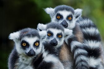 Parc de distracții Krazy World cu grădină zoologică lângă Albufeira