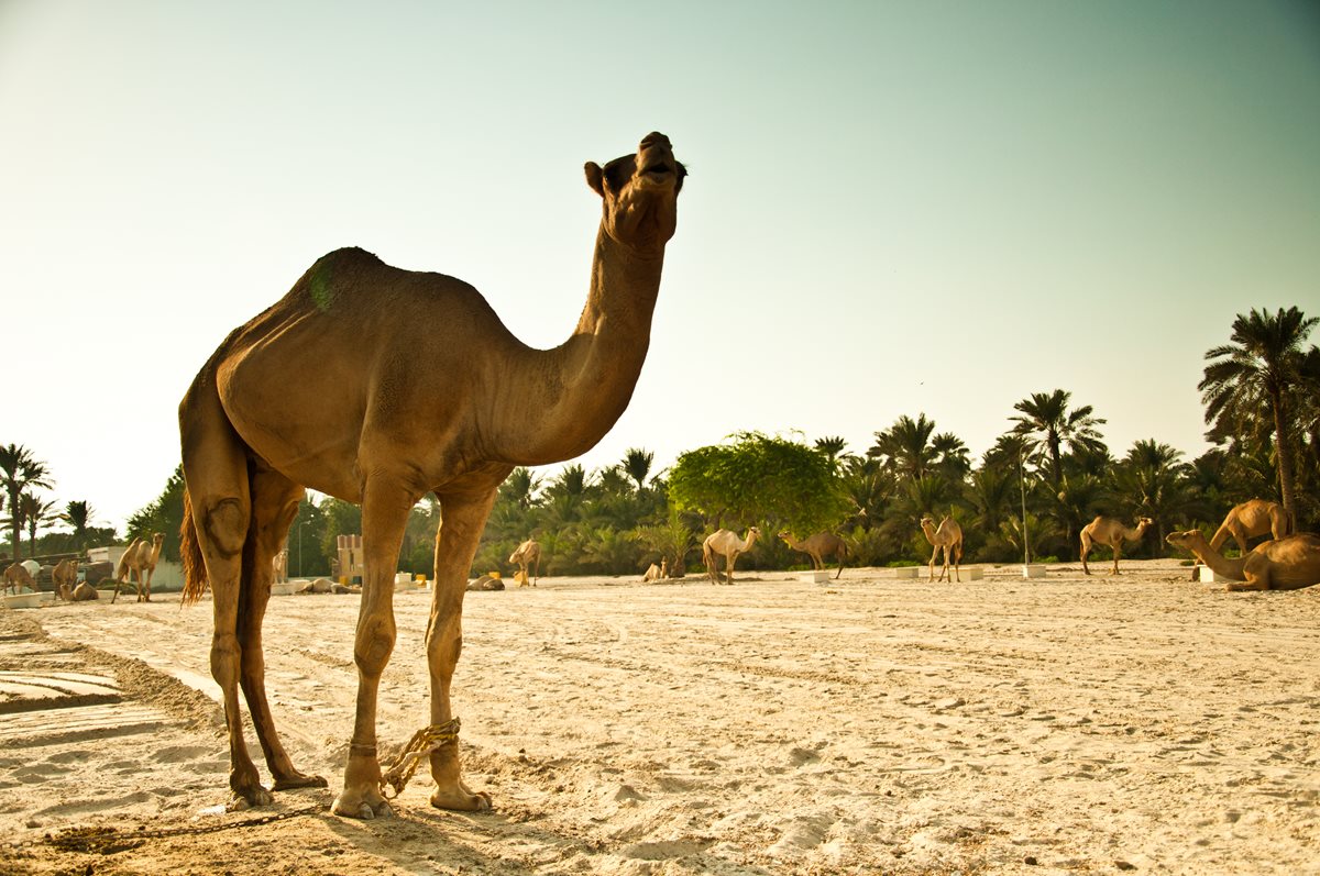 Camile - Provincia sudica Bahrain 