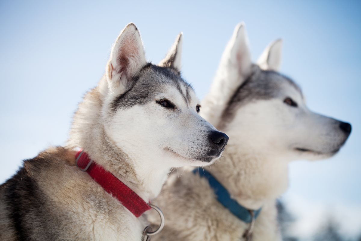 Huskies - Laponia