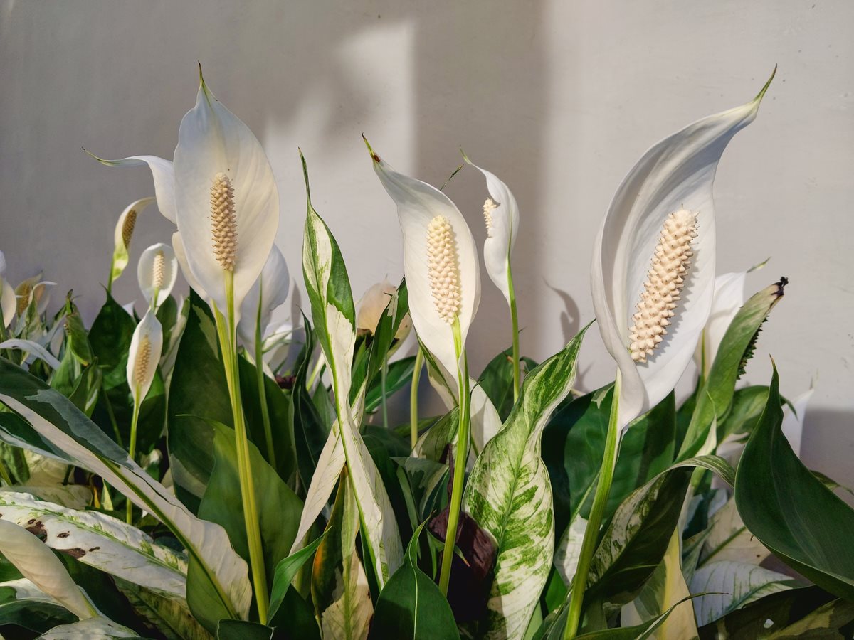 Spathiphyllum wallisii (Crinul pacii)