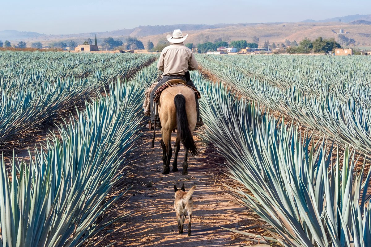 Agave - Akumal