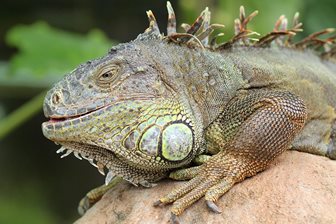 Gradina Zoologica din Bali - Kebun Binatang Bali