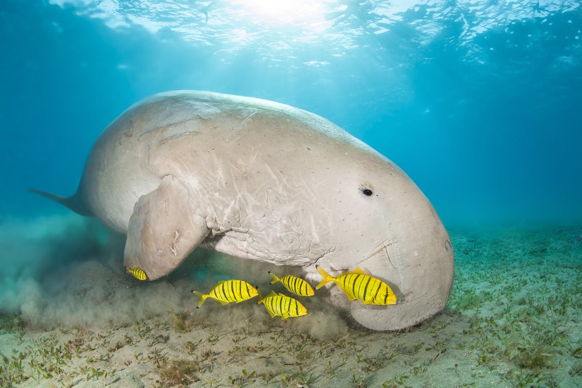 Dugong - El Quseir