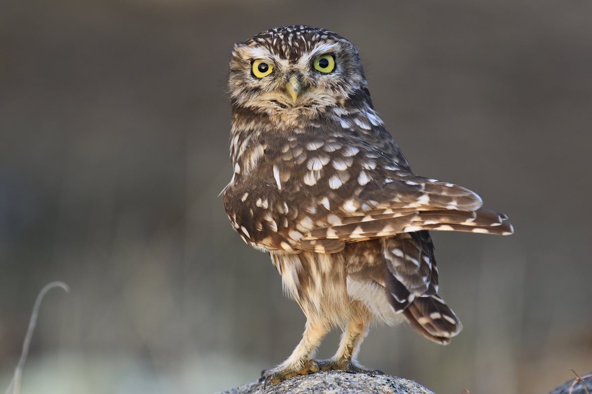 Bufnita - Atena 