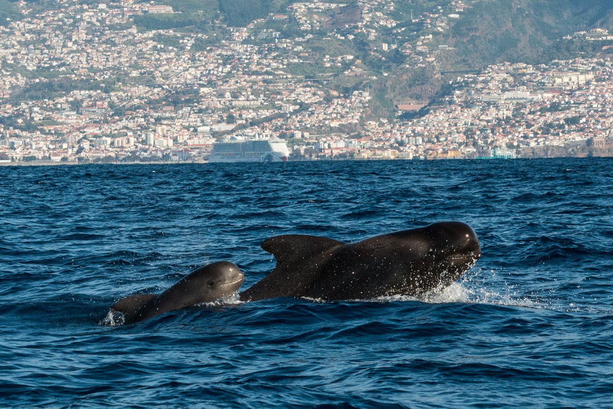 Observare balene - Calheta
