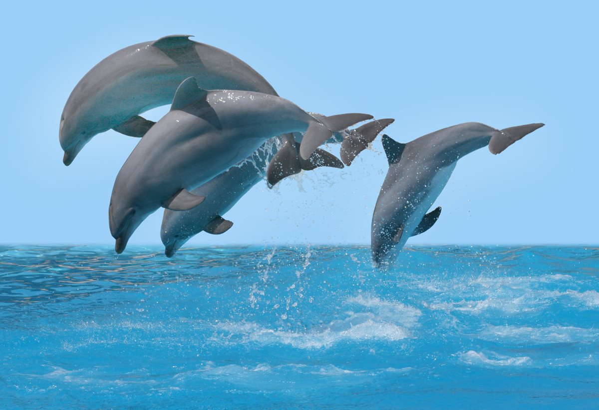 Delfini - Madeira