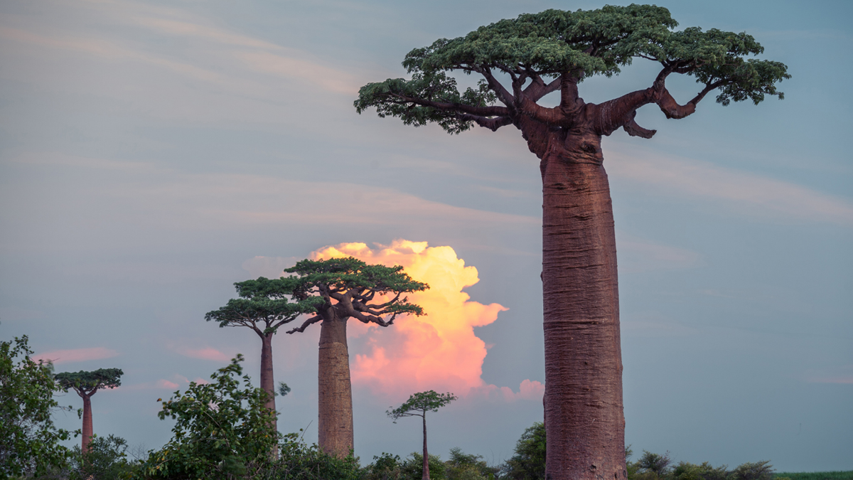 Baobab - Kiwengwa