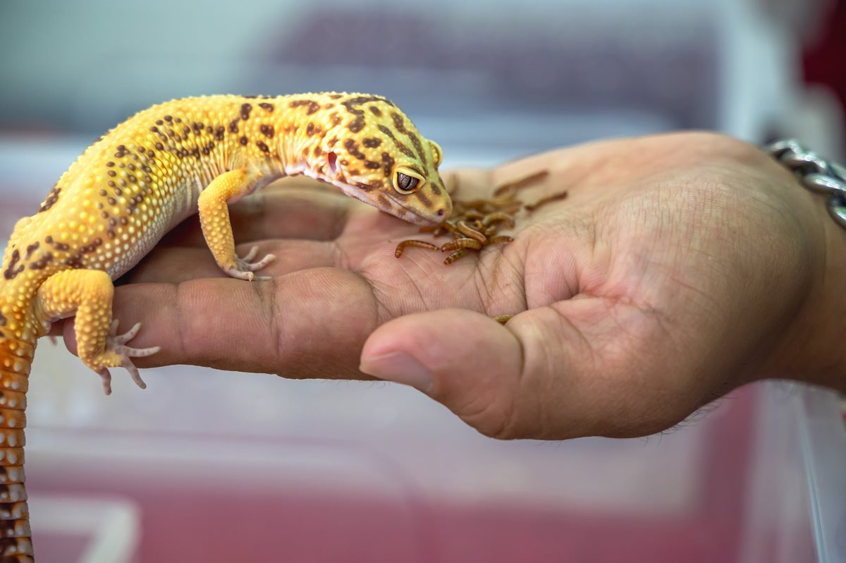Gecko - Luzo