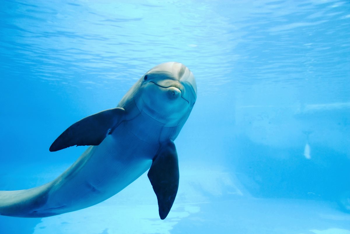 Delfin - Safaga