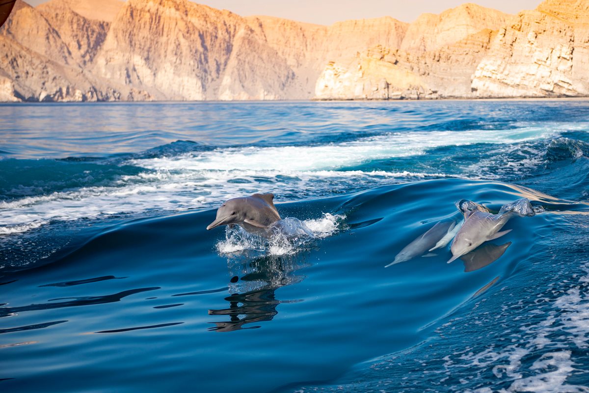 Delfini - Oman 