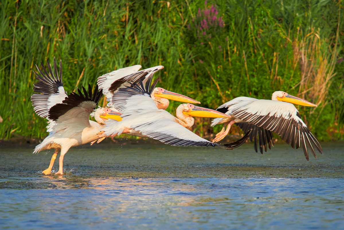 Pelicani Delta Dunarii Romania