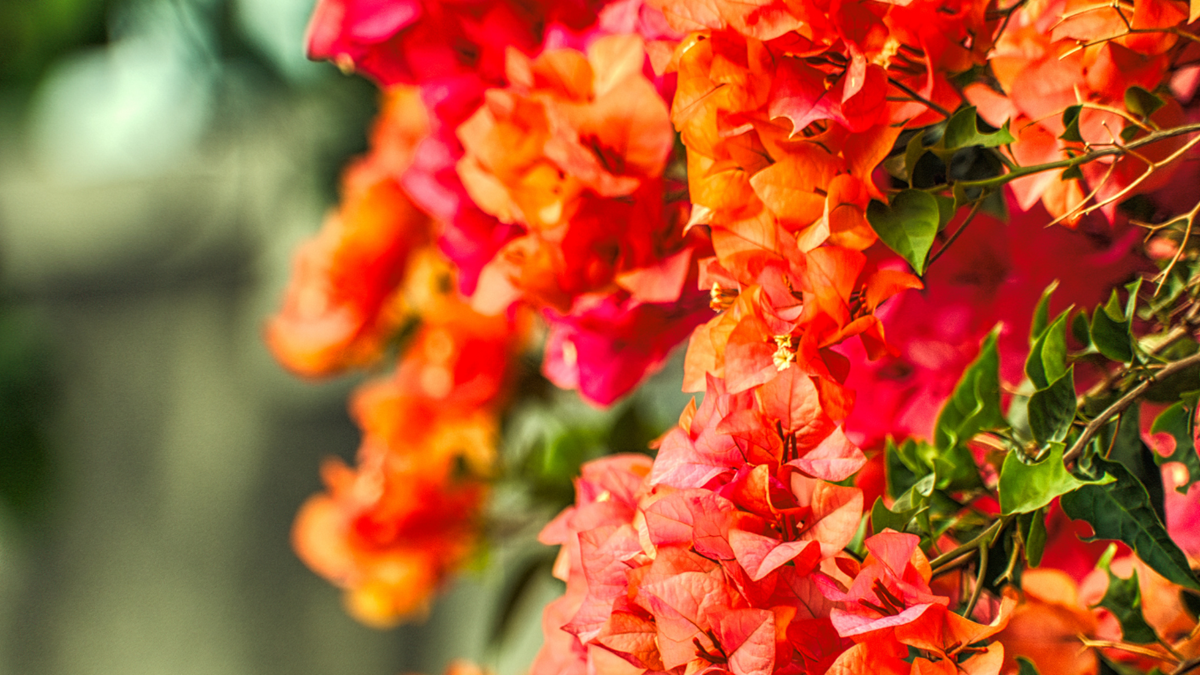 Bougainvillea - Uroa