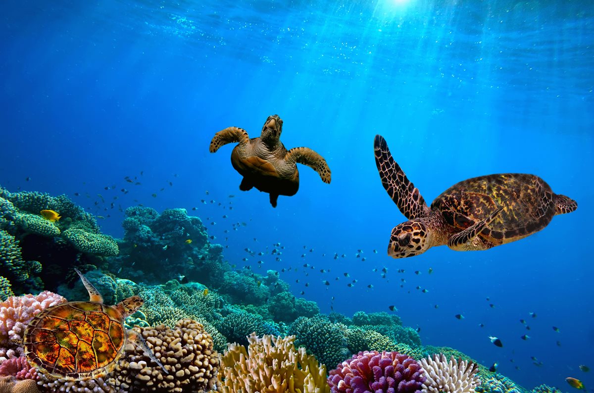 Testoase de mare - Akumal