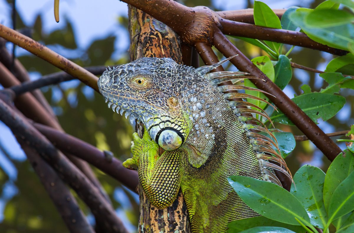 Iguana - Gamboa