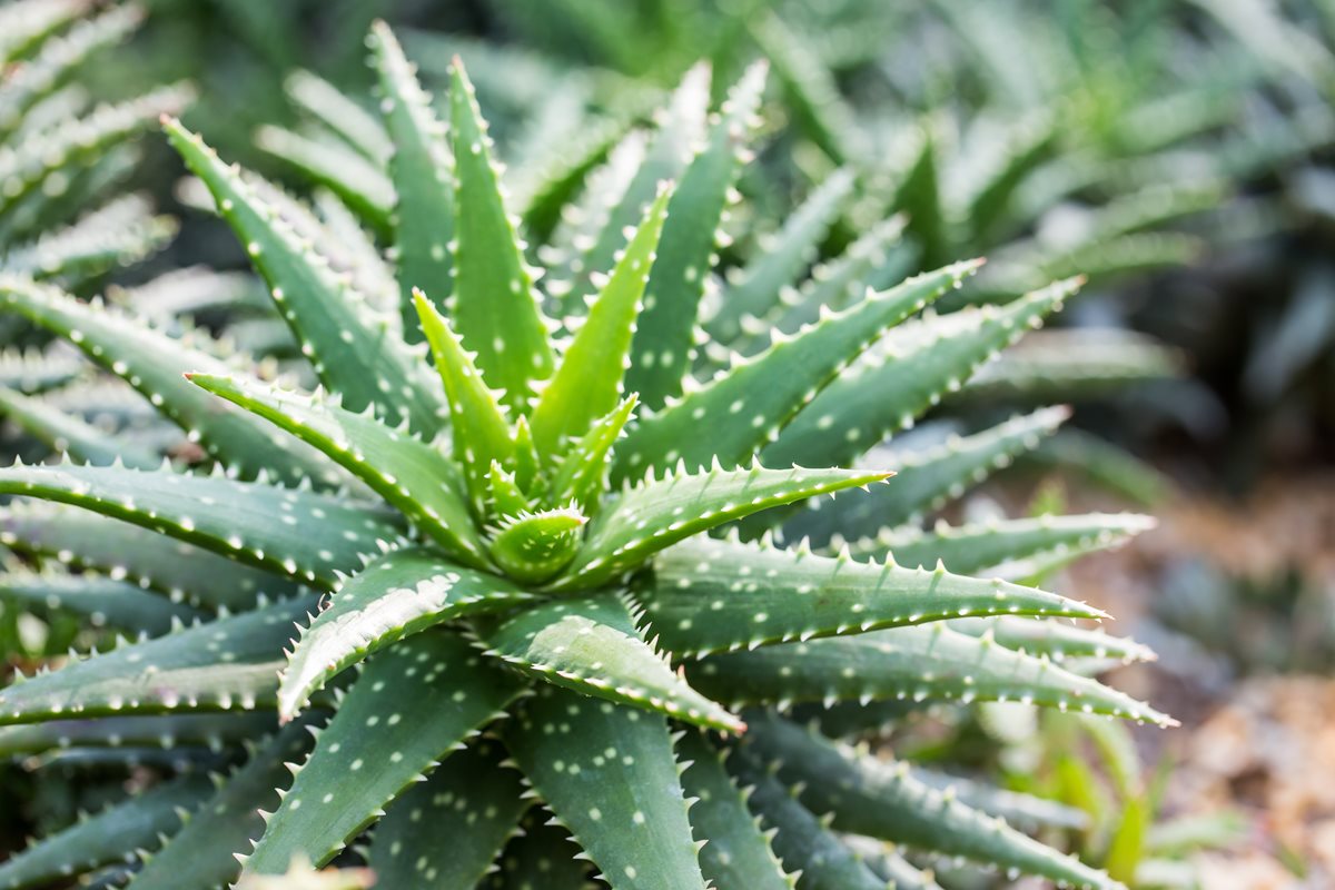 Aloe Vera - El Quseir