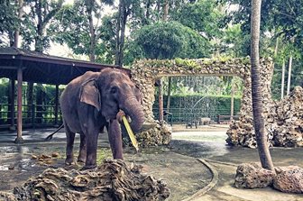 Parcul Elephant Safari