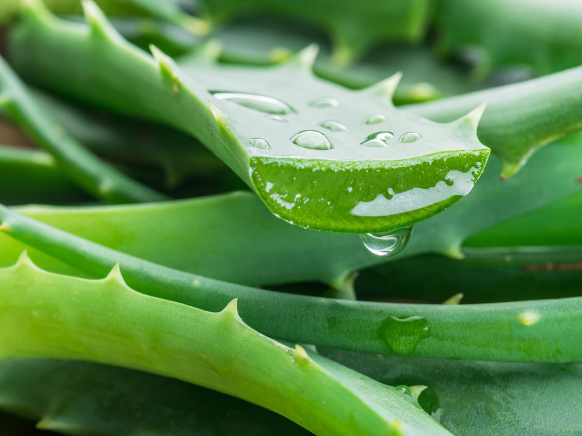 Aloe Vera - Coasta Mediteraneana