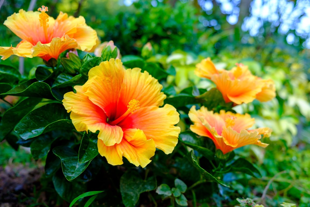 Hibiscus - Sydney