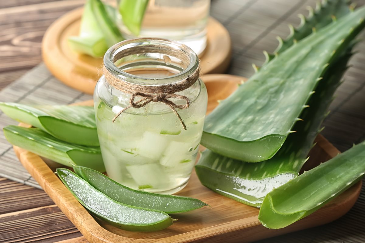 Aloe Vera - Agadir