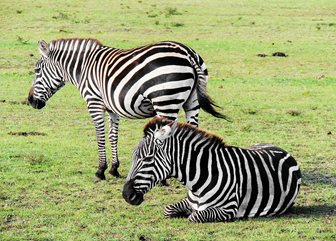 Parcul Național Tsavo West, zebre