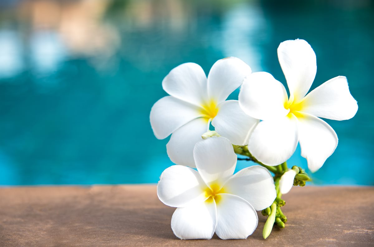 Frangipani - Playa Blanca